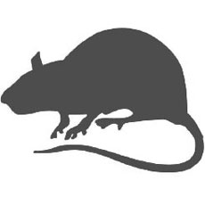 RATTEN rat