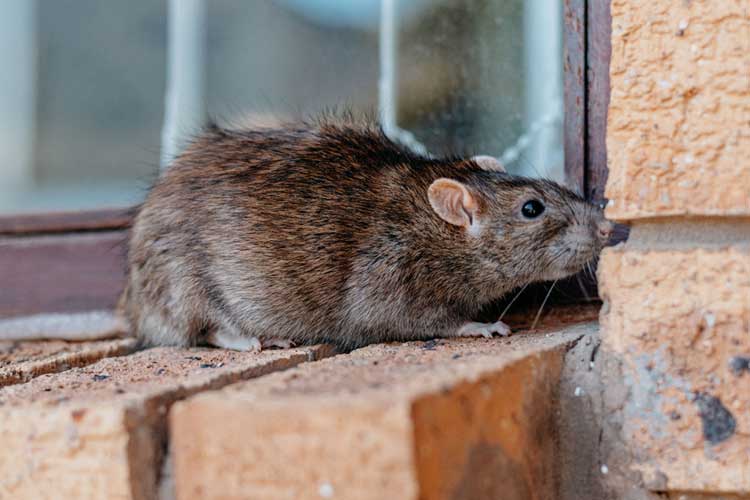 bruine-rat bruine rat