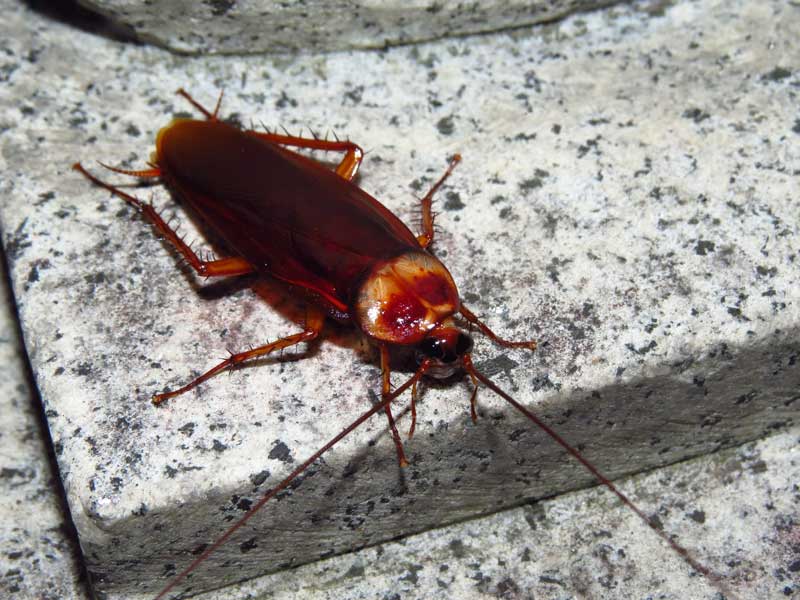 grote-kakkerlak Grote kakkerlak