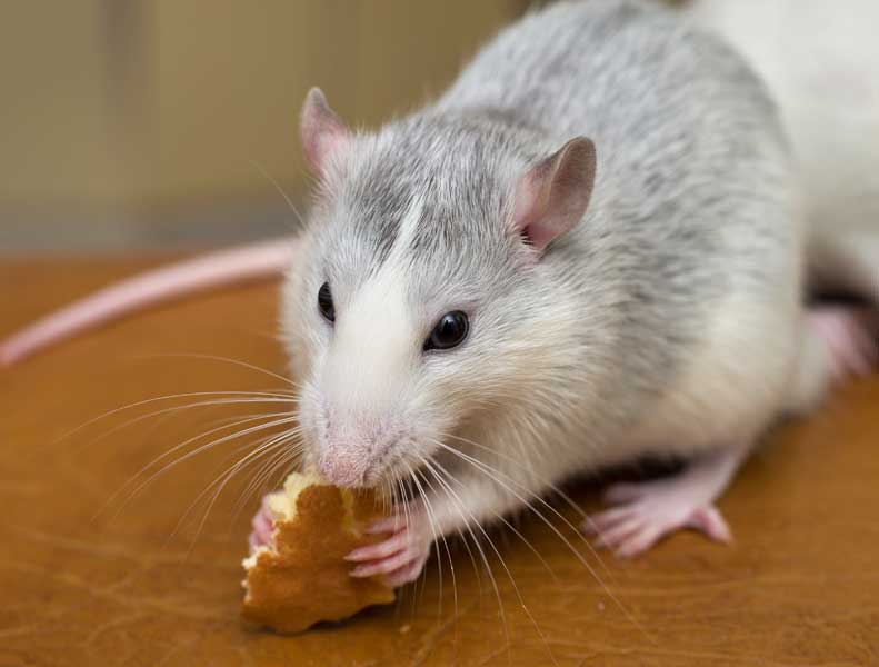 rat eet brood