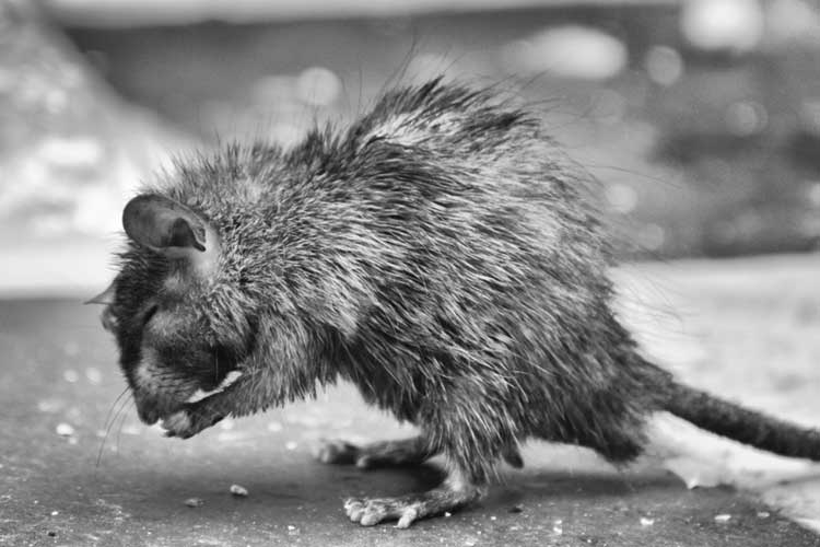 rat
