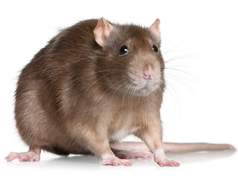 bruine rat