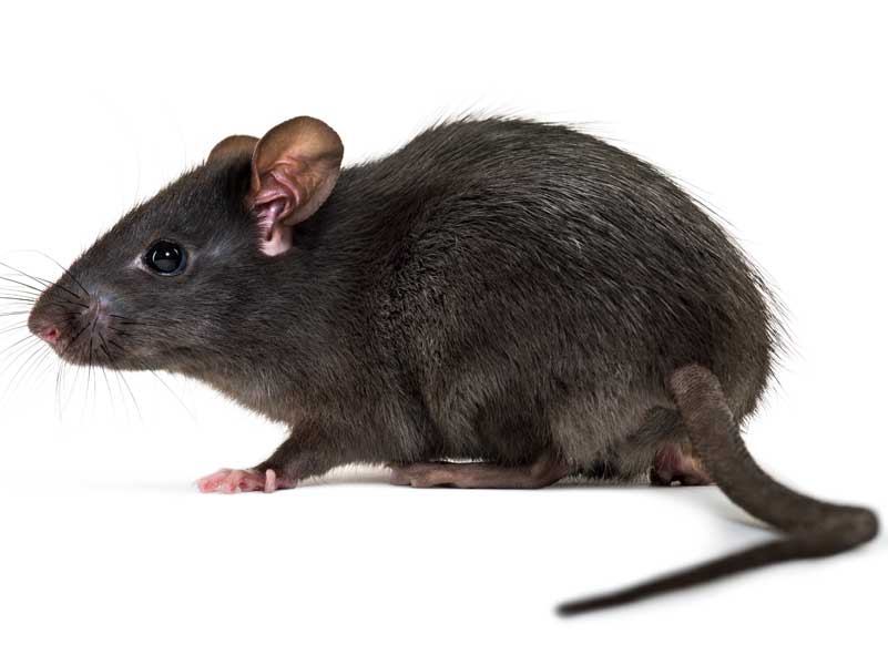 Zwarte rat